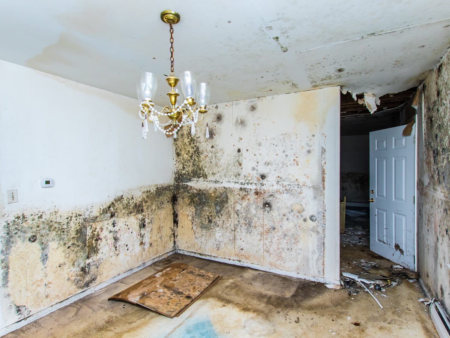 mold removal